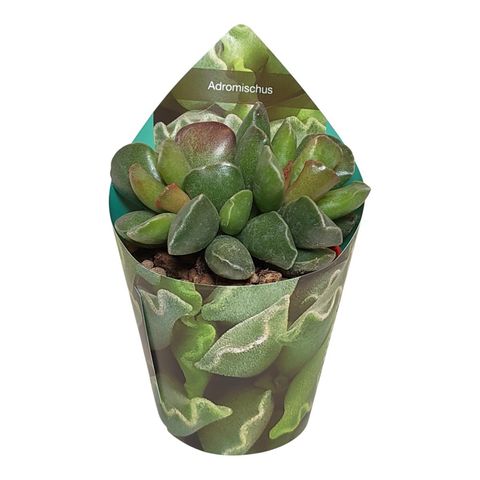 Adromischus cristatus 'Purple Skin'