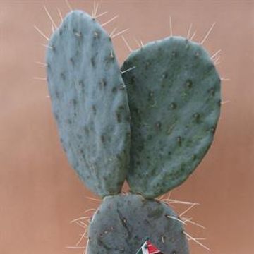 Opuntia maxima