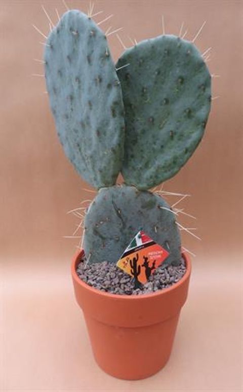 Opuntia maxima