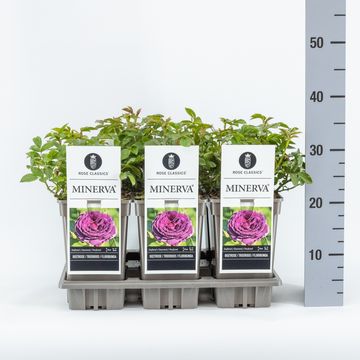 Rosa MINERVA