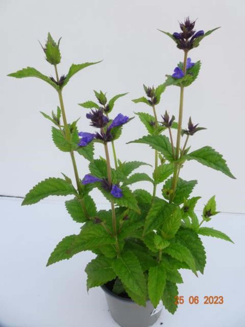 Nepeta NEPTUNE