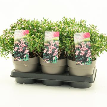 Andromeda polifolia 'Blue Ice'