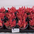 Crassula capitella 'Campfire'