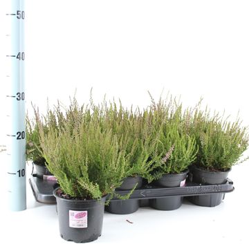 Calluna vulgaris GARDEN GIRLS LOKI