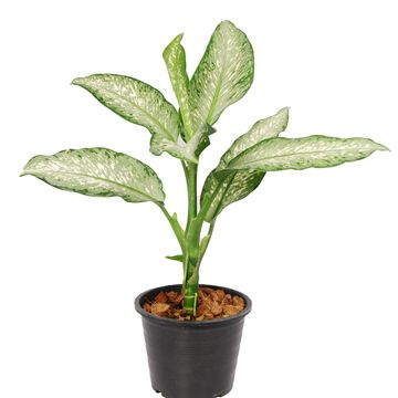 Dieffenbachia 'Tiki'