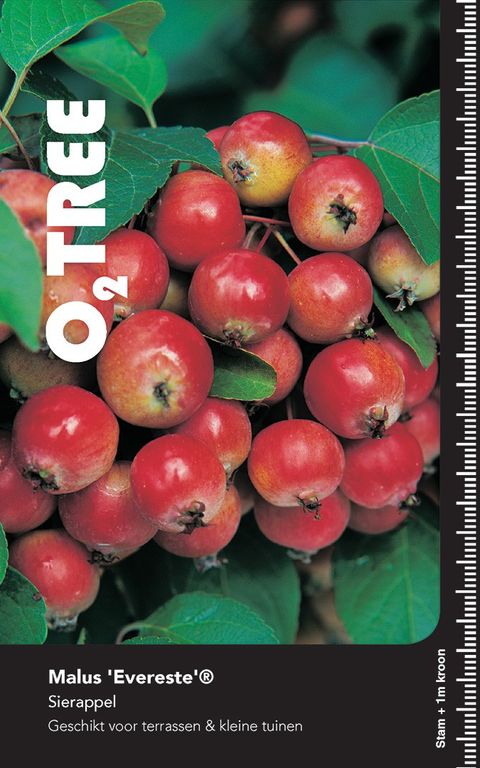 Malus 'Evereste'