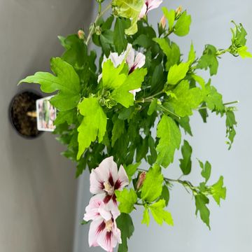 Hibiscus syriacus 'Hamabo'