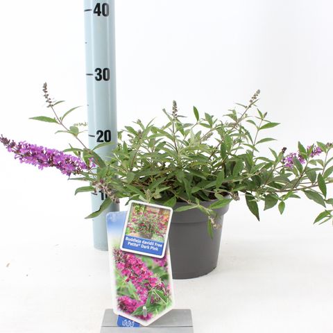 Buddleja FREE PETITE DARK PINK