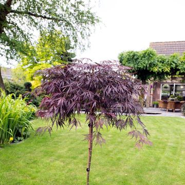 Acer palmatum 'Garnet'