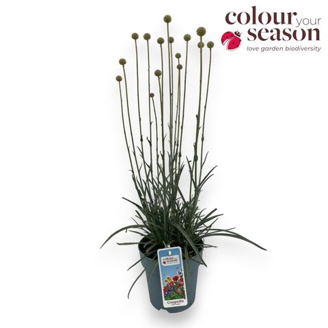 Craspedia globosa 'Golf Beauty'