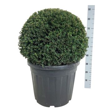 Taxus baccata 'Höpkens Giant'