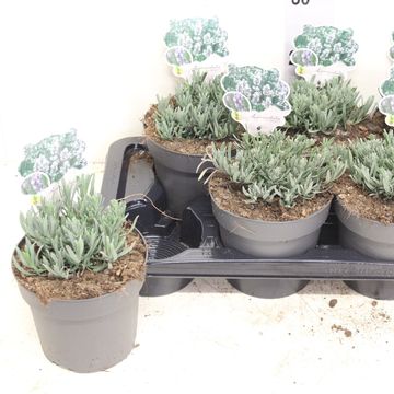 Lavandula x intermedia 'Edelweiss'
