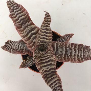 Cryptanthus zonatus