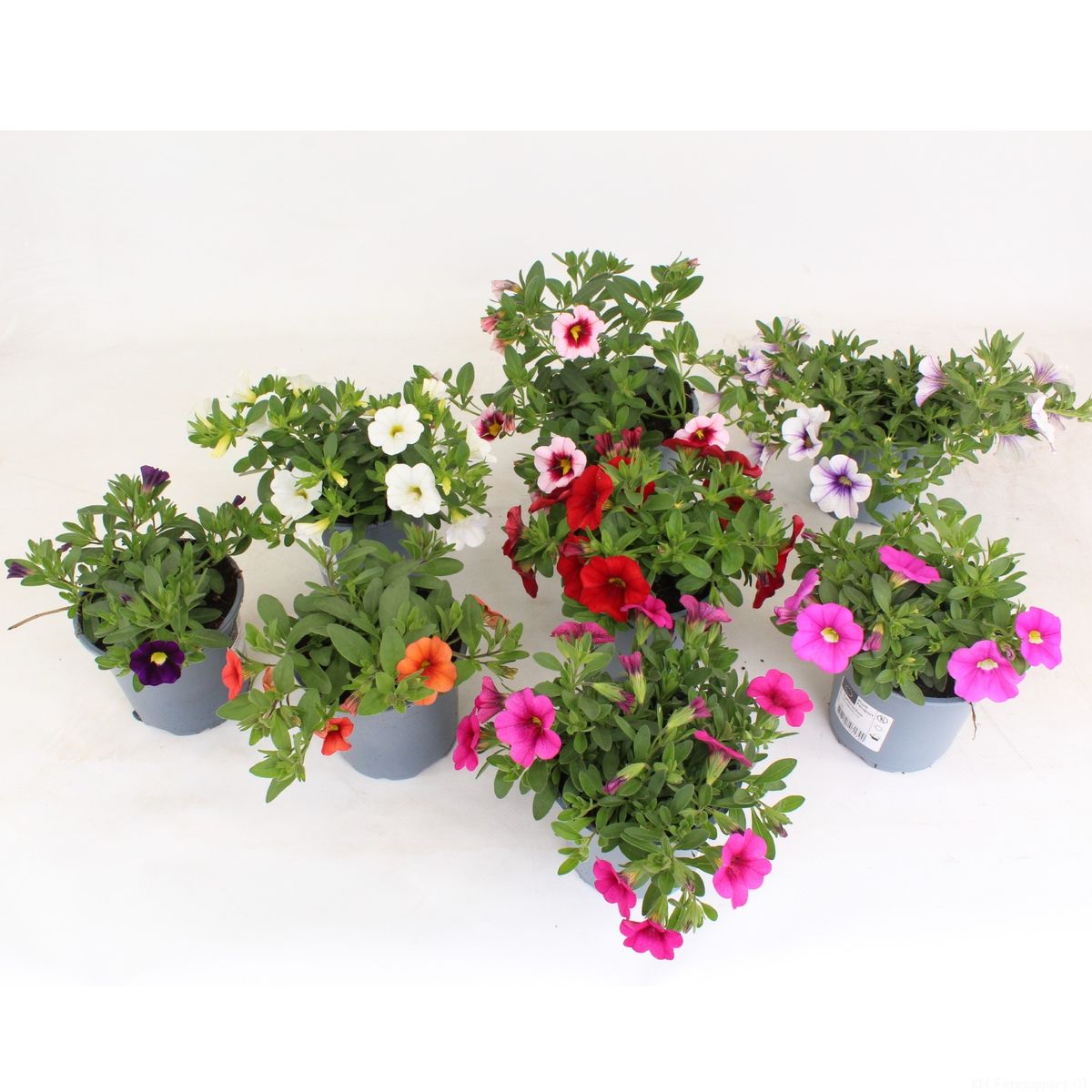 Calibrachoa MILLION BELLS MIX — Plant Wholesale FlorAccess