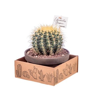 Echinocactus grusonii