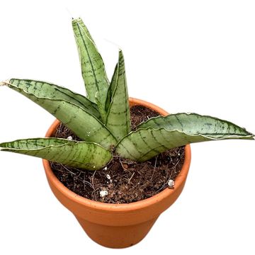 Sansevieria 'Himalayan'