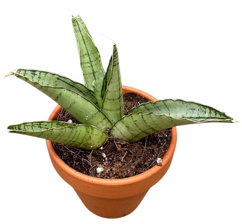 Sansevieria 'Himalayan'