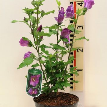 Hibiscus syriacus РАШН ВАЙОЛЕТ