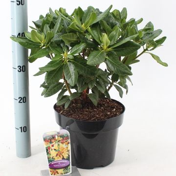 Rhododendron 'Nancy Evans'
