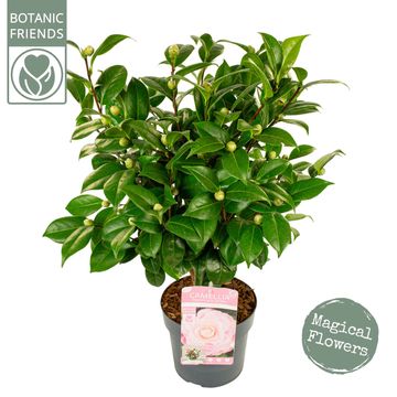 Camellia japonica 'Nuccio's Cameo'