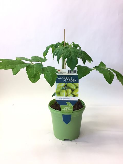Solanum lycopersicum 'Artisan Green Tiger'