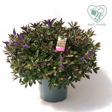 Hebe HEBEDONNA PURPLE