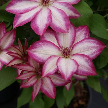 Clematis PICOTEE (EL)