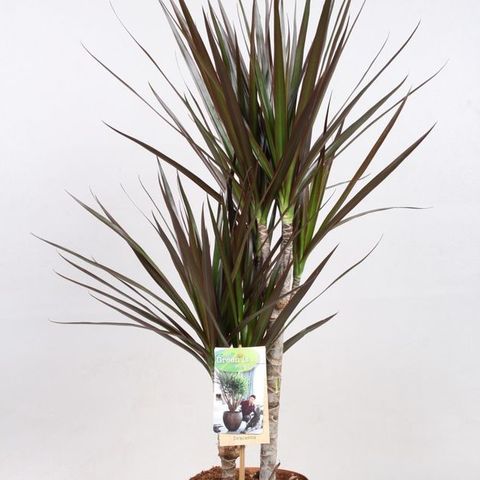 Dracaena marginata 'Magenta' (Vireõ Plant Sales)