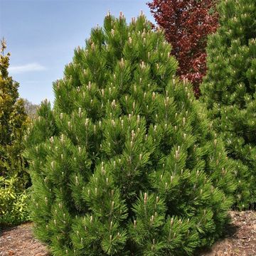 Pinus heldreichii 'Compact Gem'