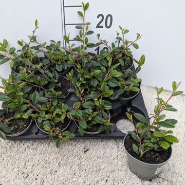 Cotoneaster radicans