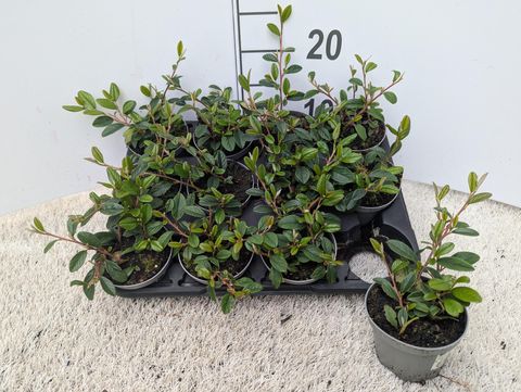 Cotoneaster radicans