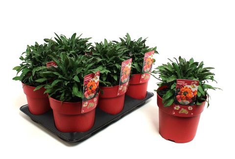 Erysimum ORANGE PURPLE GLOW