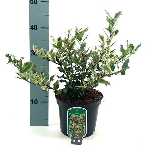 Ilex aquifolium 'Ingramii'