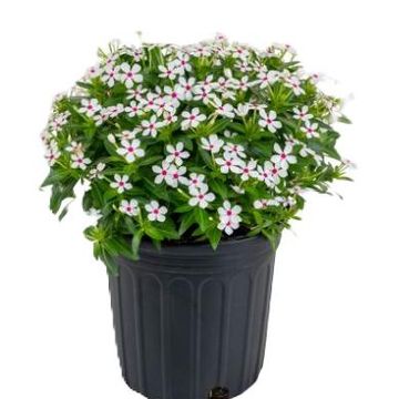 Catharanthus roseus SOIREE KAWAII WHITE