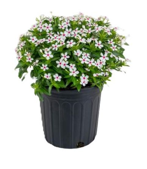 Catharanthus roseus SOIREE KAWAII WHITE
