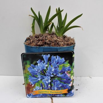 Agapanthus 'Блю Амбрела'