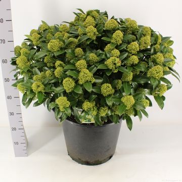 Skimmia japonica WHITE GLOBE