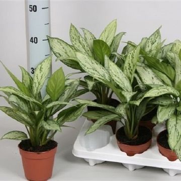 Aglaonema 'Silver Queen Compact'