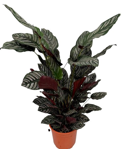 Calathea ornata