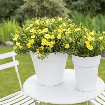 Halimium 'April Sun'