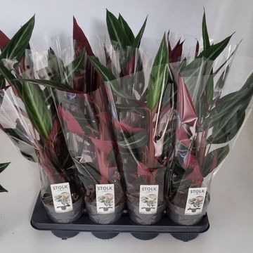 Stromanthe sanguinea