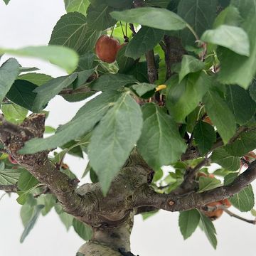 Malus domestica
