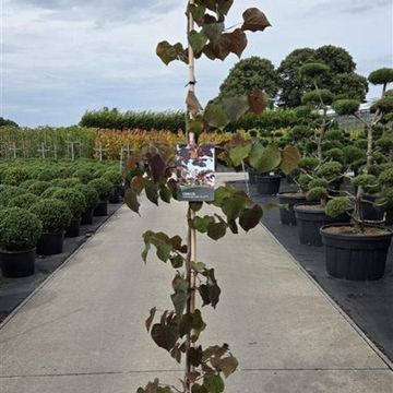 Cercis canadensis 'Ruby Falls'