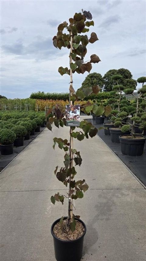 Cercis canadensis 'Ruby Falls'