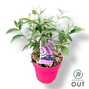 Buddleja davidii 'Pink Delight'