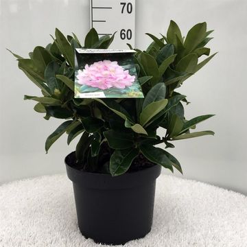 Rhododendron 'Гомер Ватерер'