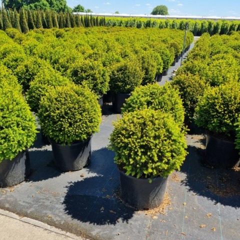 Taxus x media 'Groenland'  Plant Wholesale FlorAccess