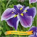 Iris ensata 'Crystal Halo'