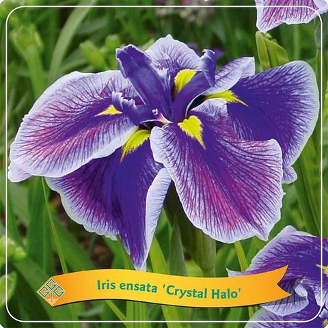 Iris ensata 'Crystal Halo'