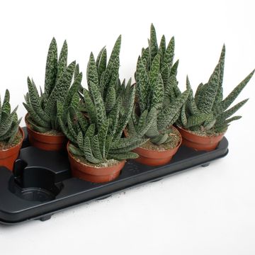 Gasteria carinata 'Big Ben'